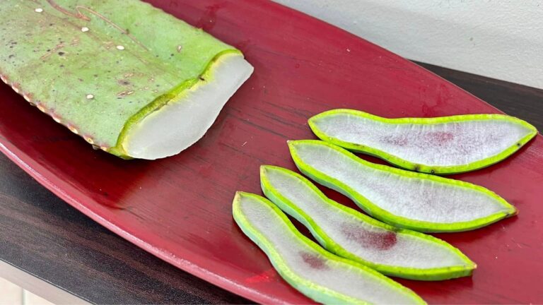 The Hidden Treasure Inside Every Aloe Ferox Plant