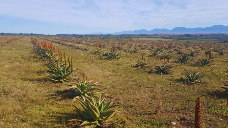 From Plant to Product: The Traditional Harvesting of Aloe Ferox